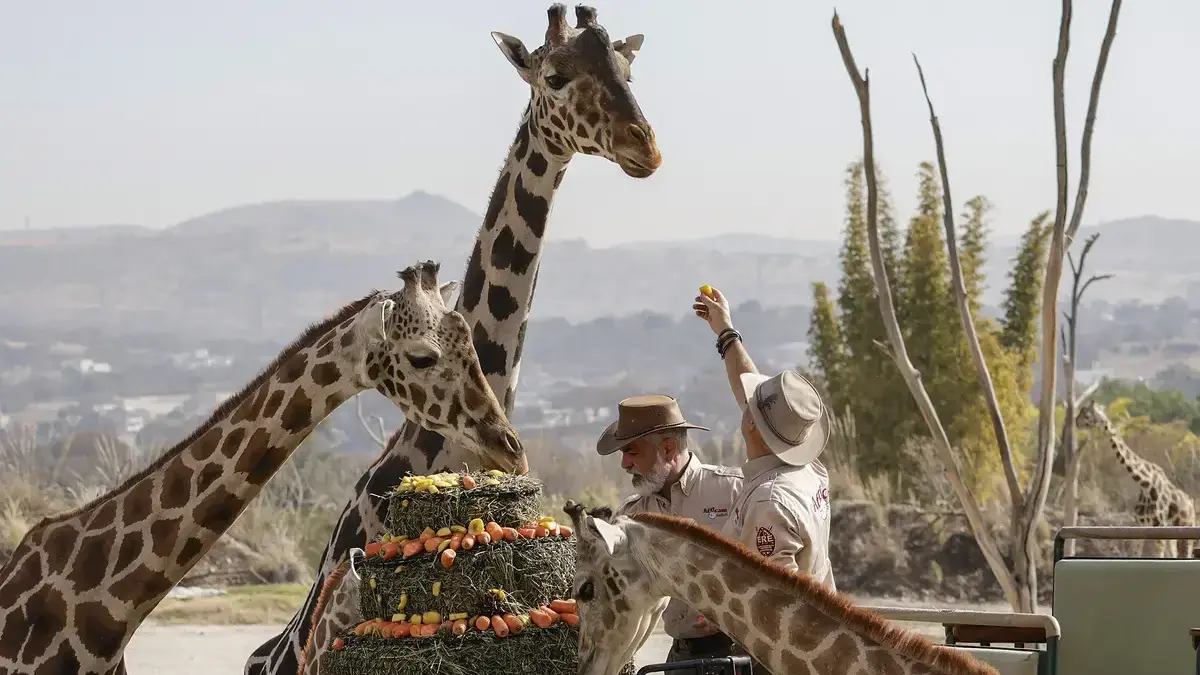 Benito se integra a manada de jirafas en Africam Safari en Puebla