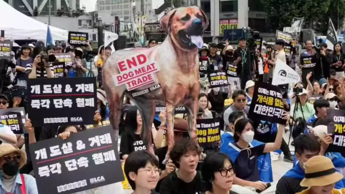 Corea del Sur prohíbe producción y venta de carne de perro