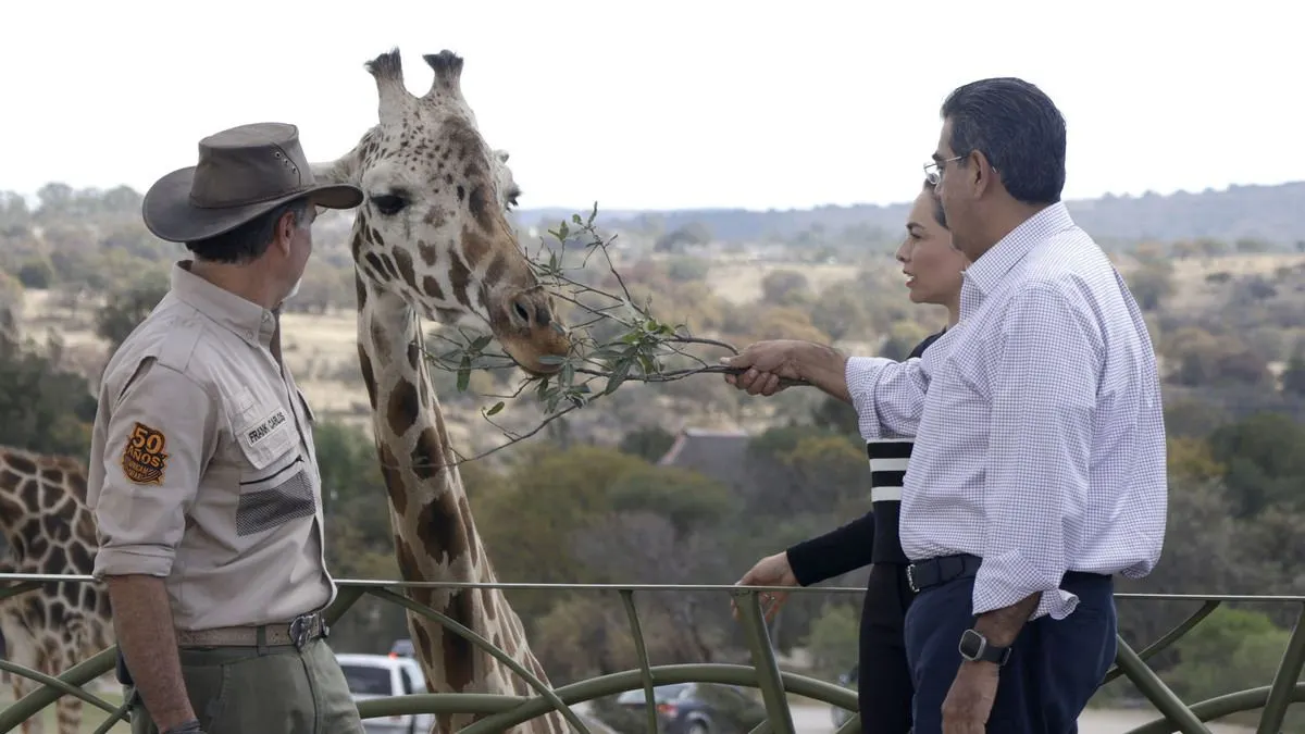 Así fue la bienvenida a la jirafa Benito en Puebla
