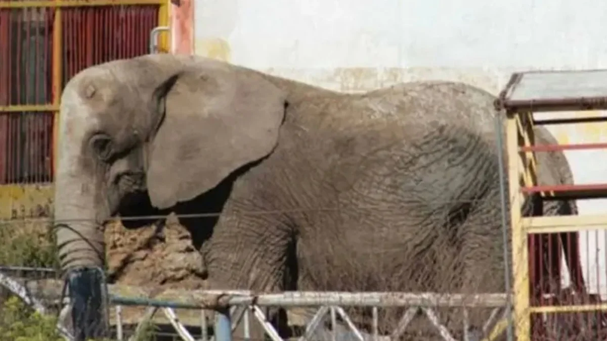 Profepa salva a la elefanta Annie, abandonada en predio del Circo Atayde