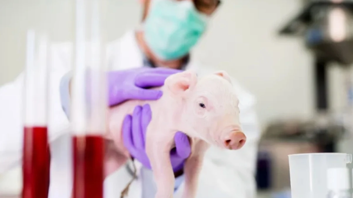 Científicos de Japón modifican cerdos para trasplantes de órganos a humanos