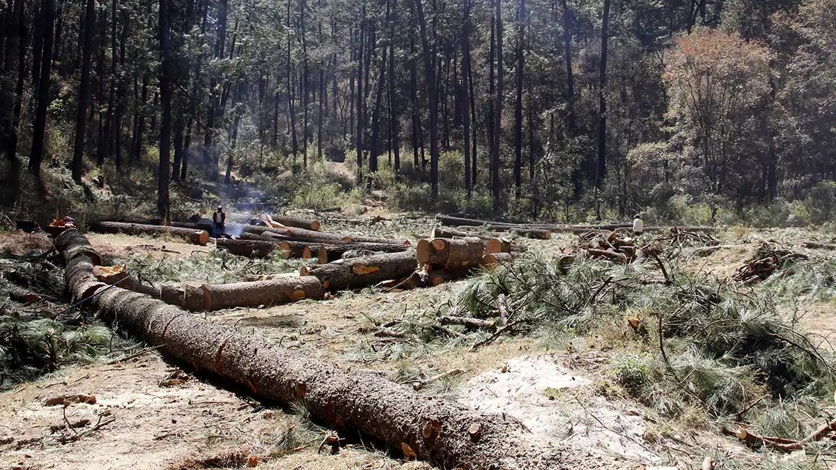 Día de los Bosques: Puebla pierde 67 mil hectáreas en 20 años