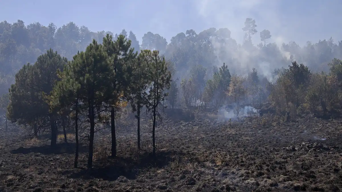 Incendios forestales en Puebla arrasan con 3 mil 800 hectáreas
