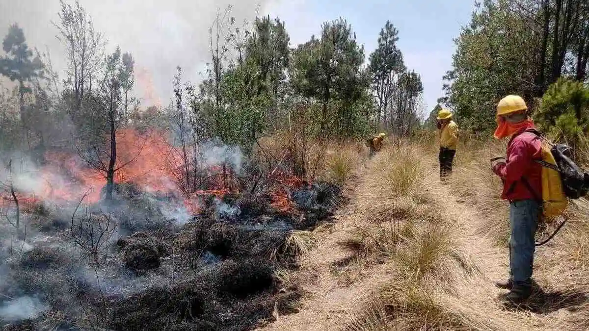 Suma Puebla 246 incendios forestales durante 2024