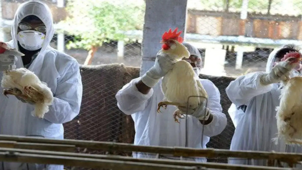 Preocupa a la OMS que la gripe aviar se contagie persona a persona