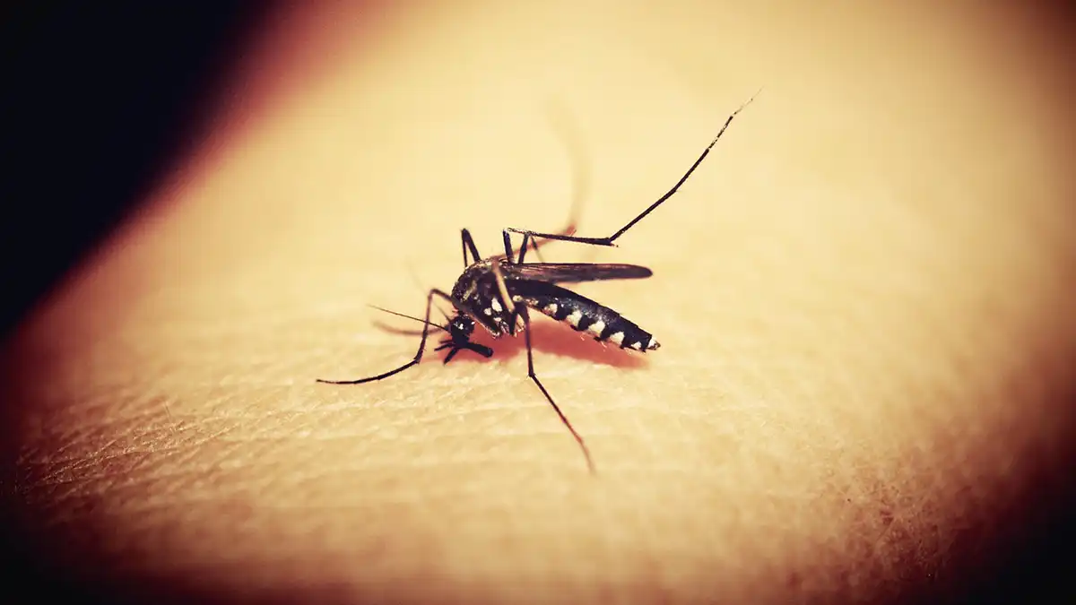 Este año se triplican los casos de dengue en Puebla: SSA