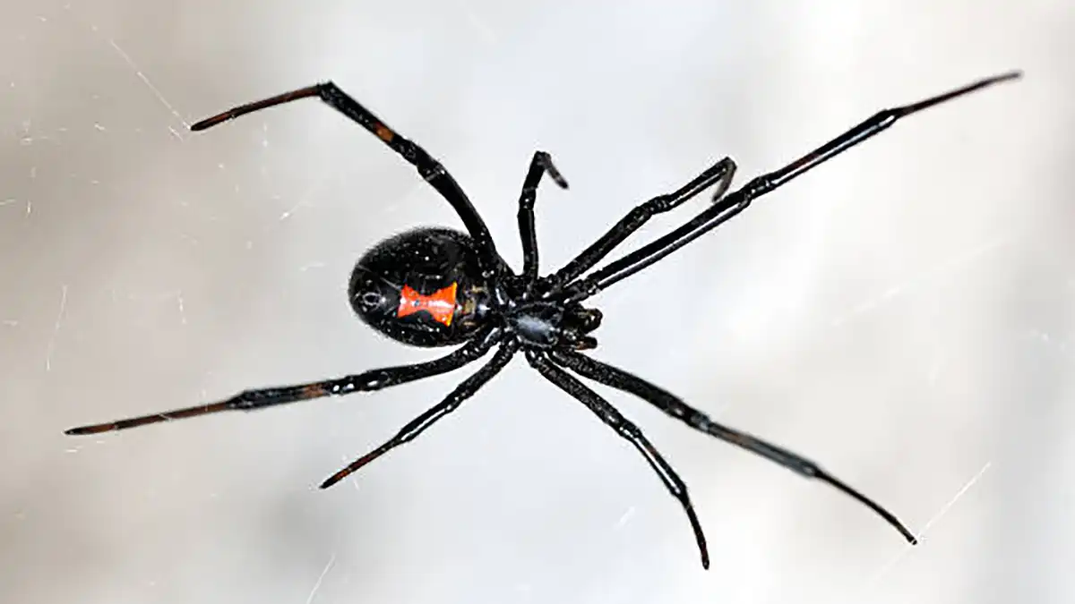 Reportan en Puebla ataques de arañas venenosas; es noveno nacional