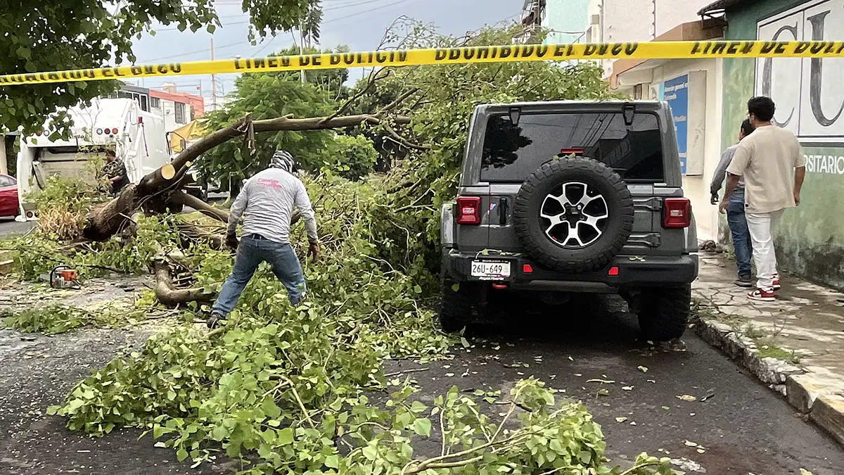 Casi al triple, reportes de árboles caídos o por caer en Puebla capital
