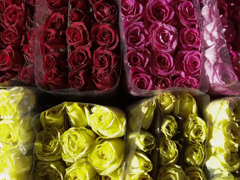 Atlixco comercializará más de 3 mil toneladas de rosas por el 10 de mayo