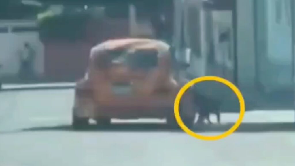 Con un "vocho" arrastraron a un perro en Tehuacán