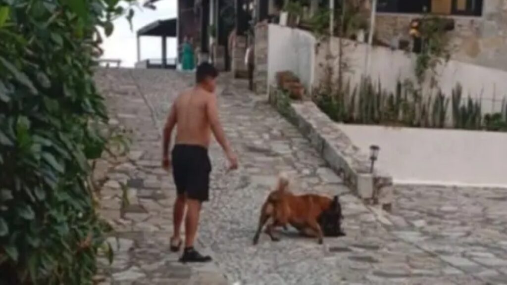 Elemento de la Guardia Nacional asesina a perro en Cuetzalan para “detener pelea”