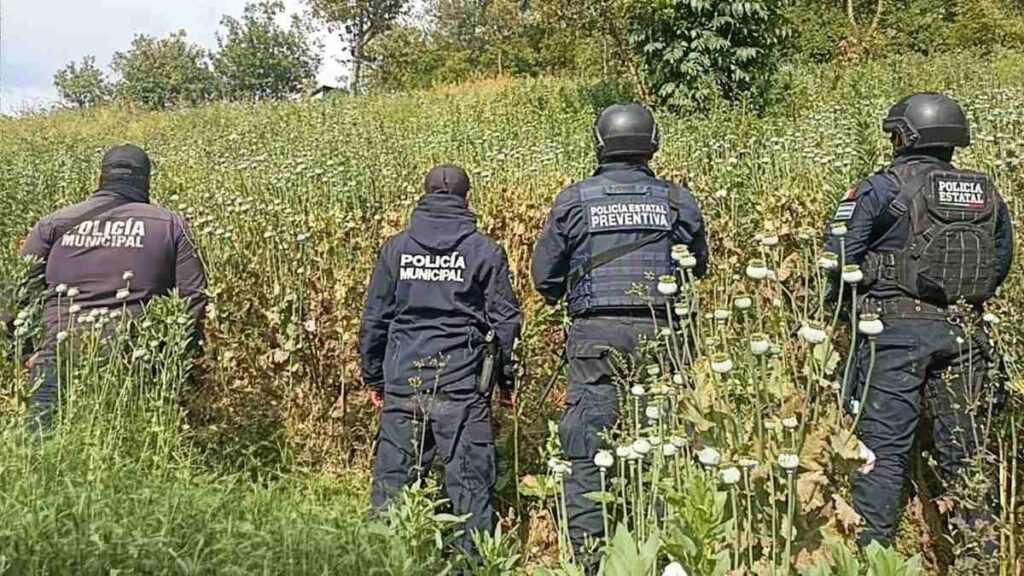Hallan 200 plantas de amapola entre en cultivos de haba en Zoquiltán