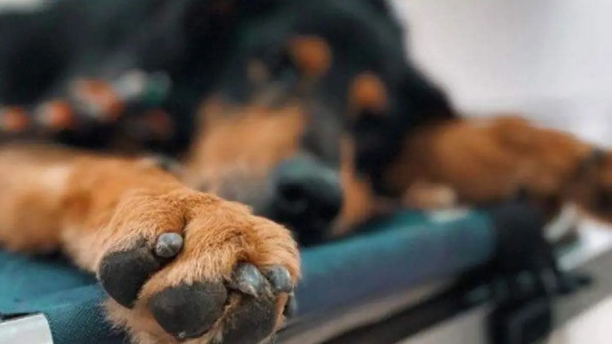 Tres detenidos en Texmelucan por ejecutar a un perro